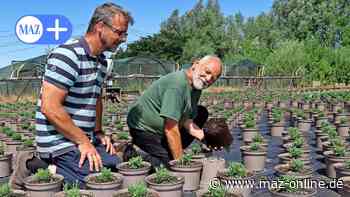 Luckenwalde: Berndt und Jan Meyer vom Gartenbaubetrieb „Zum Grünen Weg“ züchten Lavendel - Märkische Allgemeine Zeitung