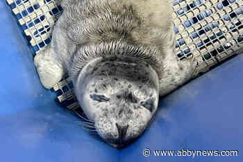 Cupcake, harbour seal pup rescued in Harrison Lake, has died - Abbotsford News