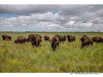The land of Wanuskewin Heritage Park keeps sharing its stories and wants protecting - Regina Leader Post