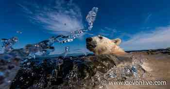 Polar scientist appointed deputy vice-chancellor at the University of Exeter - Devon Live
