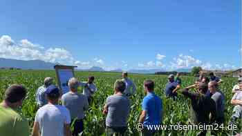 Maisanbau contra Gewässerschutz: Warum Phosphor ein Problem am Simssee ist