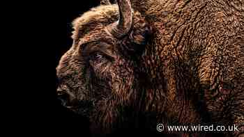 Meet the UK’s New Woodland Rangers: a Herd of Wild Bison