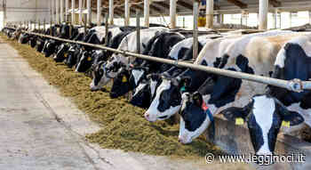 Si aggrava morsa siccità in campi e stalle - LeggiNoci.it