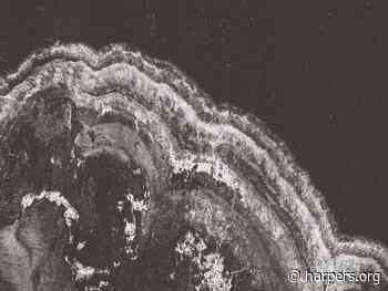 Tree Sleuths, by Lauren Markham - Harper's Magazine