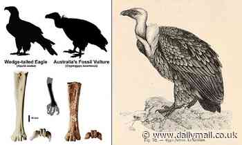 Ancient bird found in Australia and long thought to be an eagle is actually a vulture