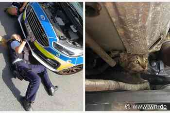 Polizistinnen retten Katzenjunges am Ludgerikreisel