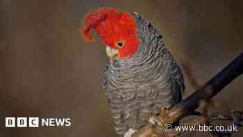 Australia's environment in 'shocking' decline, report finds