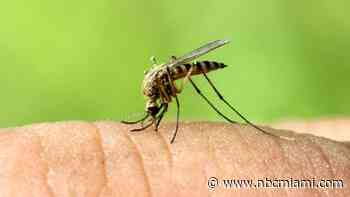 Health Officials Confirm 1st Case of Dengue in Miami-Dade in 2022