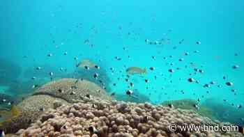 Africa’s wildlife parks managers meet to boost conservation - Belleville News-Democrat