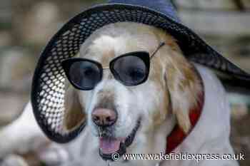 How to keep your dog cool during the heatwave - Wakefield Express