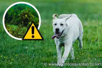 Dog owners warned of toxic algae after dog became ill in Richmond