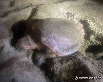 Cento volontari e notti in tenda per nido di Caretta Caretta - Agenzia ANSA