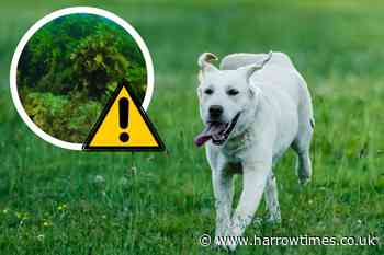 Dog owners warned of toxic algae after dog became ill in Richmond