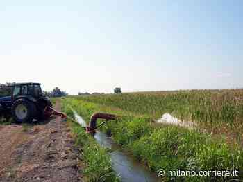 Lomellina all’ultima goccia: nelle campagne intorno a Vigevano è «la guerra dell’acqua» - Corriere Milano