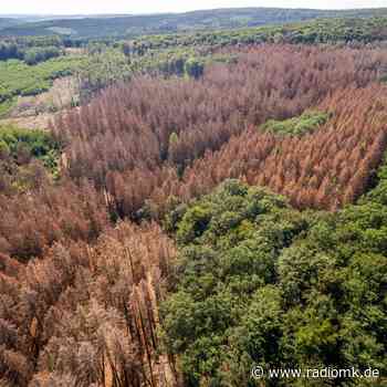 Walderkundung in Iserlohn - Radio MK