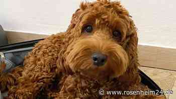 Albtraum nach der Hochzeit: Paar bricht Flitterwochen ab, um entlaufenen Hund in Söchtenau zu suchen