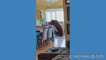 WATCH:  Mama bear and cub chow down inside home