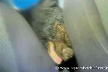 Black bear gets trapped in vehicle for 3 hours, poops inside - Squamish Chief