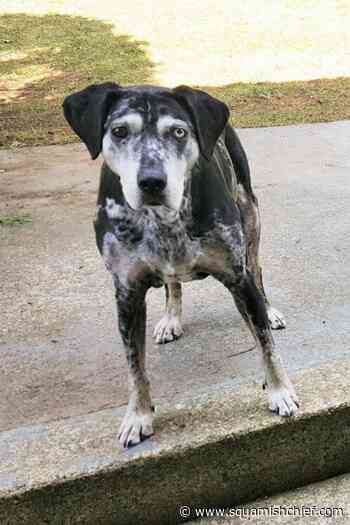 Obituary: Kahuna - Squamish Chief