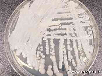 Il "fungo killer" che resiste agli antibiotici spaventa il Veneto: un morto