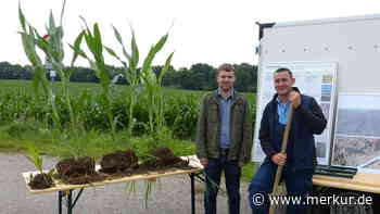 Buchloe: Wie wächst Mais ohne chemische Keule? - Merkur.de