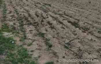 Preocupa a agricultores de Acajete falta de lluvias y sequía en la zona - Municipios Puebla