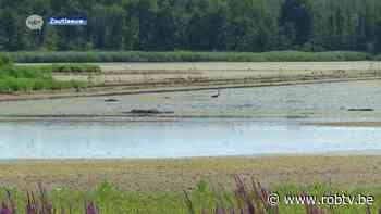 Waterpeil van het meer in het Vinne in Zoutleeuw staat door de droogte en de hitte erg laag - ROB-tv