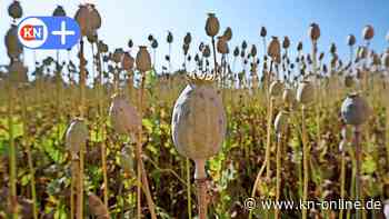 In Nahe bei Familie Wrage wächst der Mohn fürs Frühstücksbrötchen