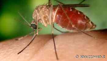 WEST NILE: AL VIA PIANO MONITORAGGIO DELLA ASL PESCARA - Abruzzoweb.it