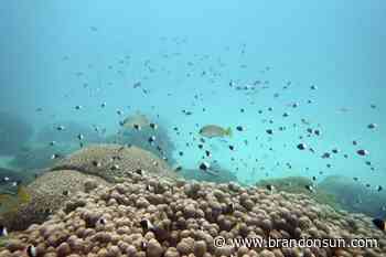 Africa's wildlife parks managers meet to boost conservation - The Brandon Sun