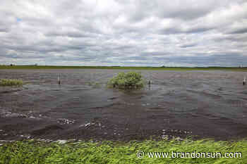 Flood warning issued with thunderstorm forecast - The Brandon Sun