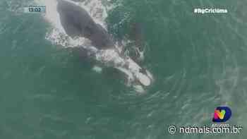 Baleias-francas são avistadas com filhotes em Imbituba - ND Mais