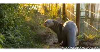 VÍDEO: Em Imbituba, Bombeiros resgatam lontra em quintal e a libertam à natureza na Lagoa da Bomba; socorrista chegou a ser mordido - portalahora.com.br