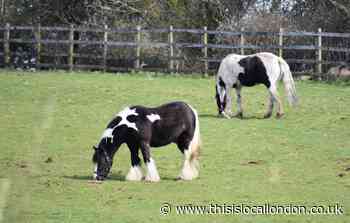 Dartford fire: Animal sanctuary saves horses