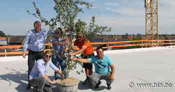 Meiboom op woonproject met 41 appartementen op Bosmolens geplaatst - Het Laatste Nieuws