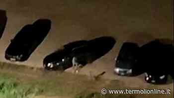 Termoli: Ruba la corda al parcheggio - Termoli Online