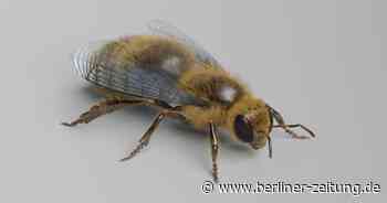 Gropius-Bau: Ana Prvacki und das rätselhafte Leben der Bienen - Berliner Zeitung