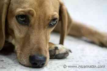 À Soings-en-Sologne, une femme avoue avoir tué sa voisine à cause d'aboiements de chien