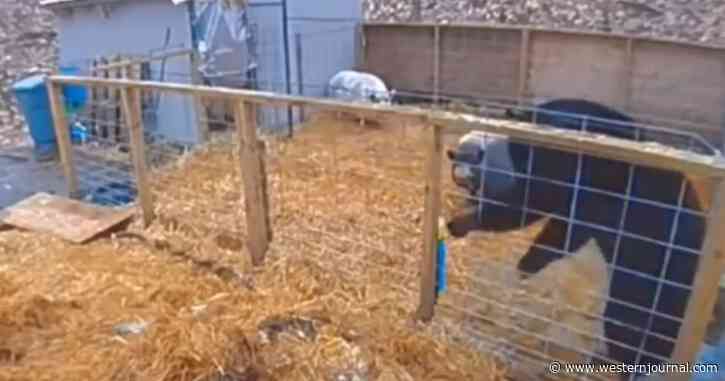 Bear Runs for the Hills After Trying to Take on 2 Pigs Having a Bad Day