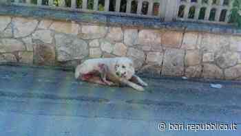 Brindisi, cane ferito da colpi di pistola in strada: muore nonostante i tentativi di salvarlo. L'Enpa: "Scene… - La Repubblica