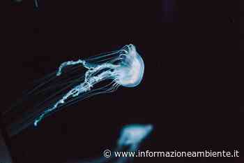 Salpa Fusiformis: l'animale in grado di ripulire l'ambiente - Informazione Ambiente