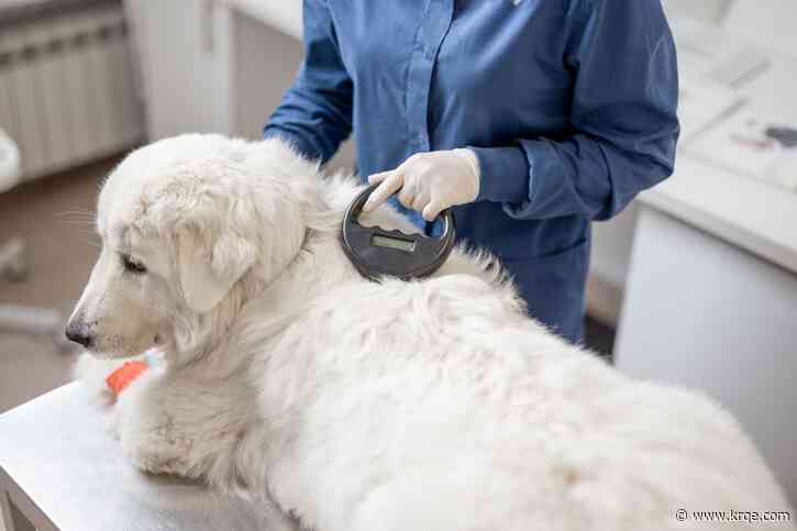 Animal Welfare offers free pet microchipping