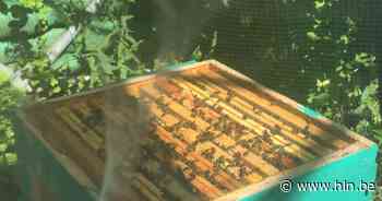 Drie bijenkasten gestolen uit tuin | Lokeren | hln.be - Het Laatste Nieuws