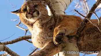 Police warn cougar reported near Lethbridge College | CTV News - CTV News Calgary