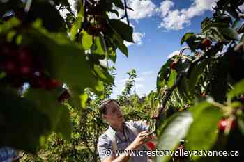 Trudeau tours BC cherry farm, where weather events have affected crop – Creston Valley Advance - Creston Valley Advance