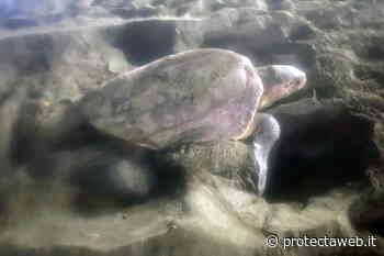 La tartaruga marina «Caretta caretta» di nuovo in Liguria: dopo Finale Ligure, nidifica a Levanto • PROTECTAweb - PROTECTAweb.it