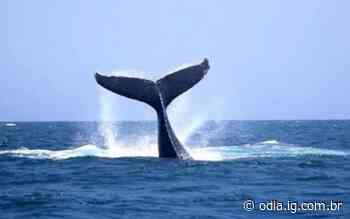 Arraial do Cabo terá trilha para avistamento de baleias nesta quarta (20) - O Dia