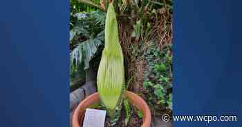 Cincinnati Zoo's corpse flower is about to bloom - WCPO 9 Cincinnati