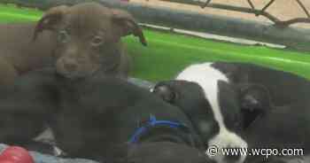 Cincinnati Animal CARE thanks community for dog food donations after shipment delayed - WCPO 9 Cincinnati