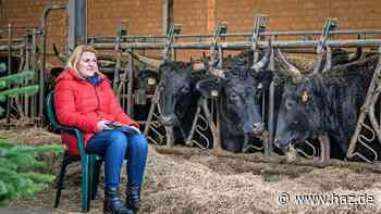 Garrel: Hunderte Menschen lassen sich im Kuhstall gegen Corona impfen - HAZ